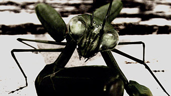 EP01 「Stormy Mantis」